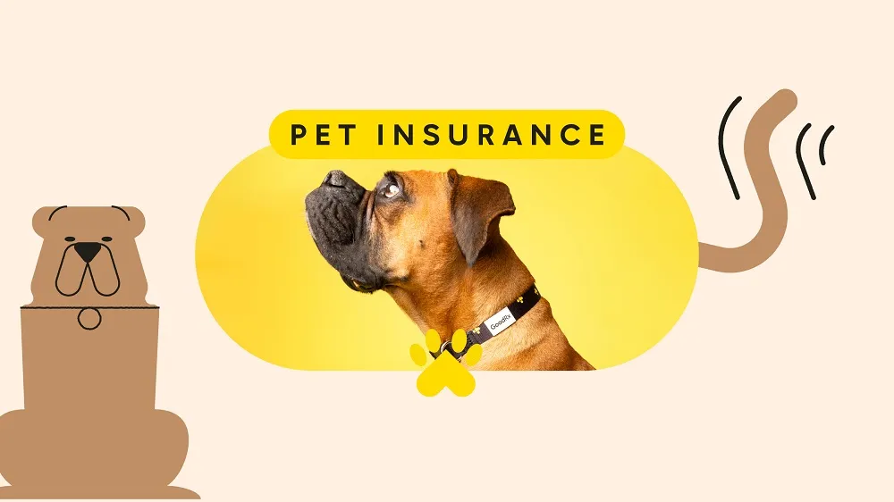 Pet Insurance 101: What Every Pet Owner Needs to Know